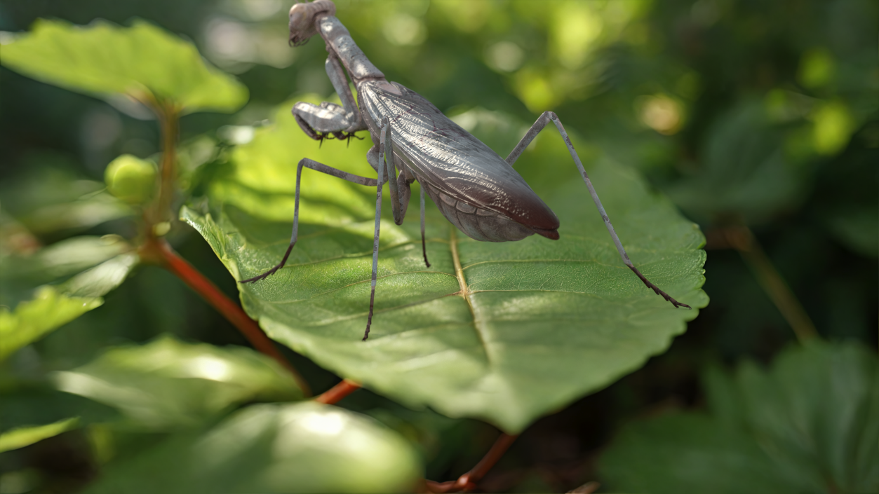 3D Realistic Praying Mantis 2