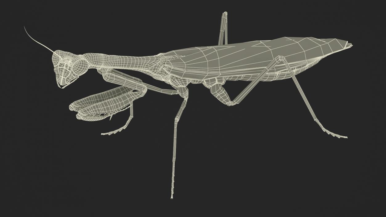 3D Realistic Praying Mantis 2