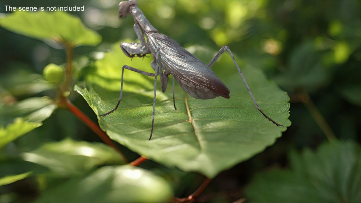 3D Realistic Praying Mantis 2