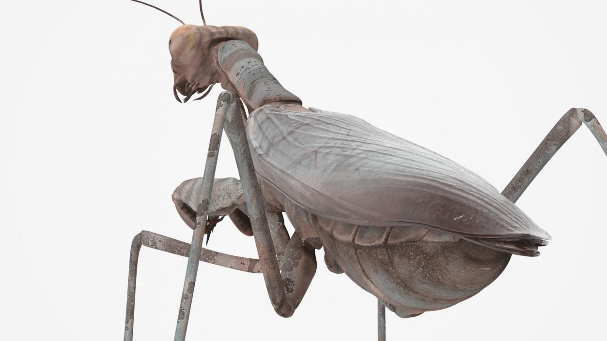 3D Realistic Praying Mantis 2