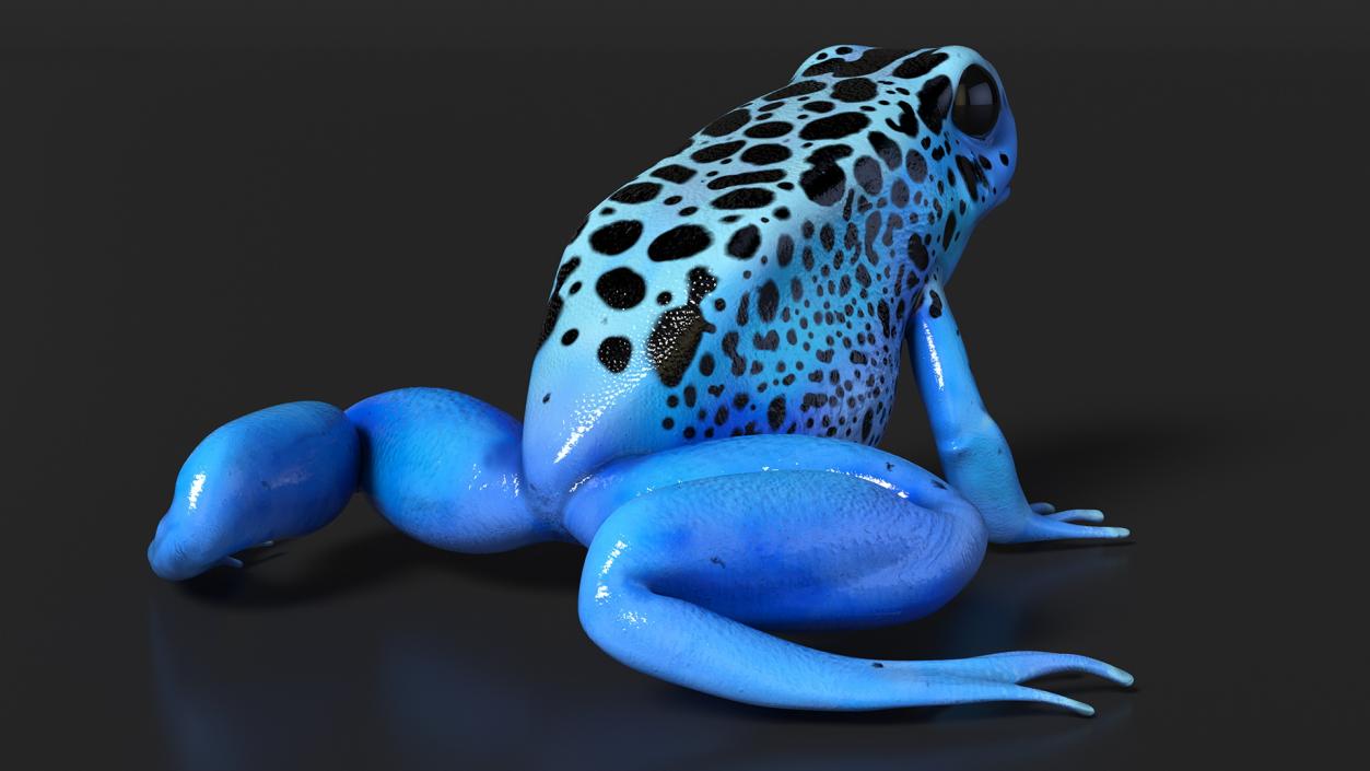 Blue Poison Arrow Frog Rigged 3D model