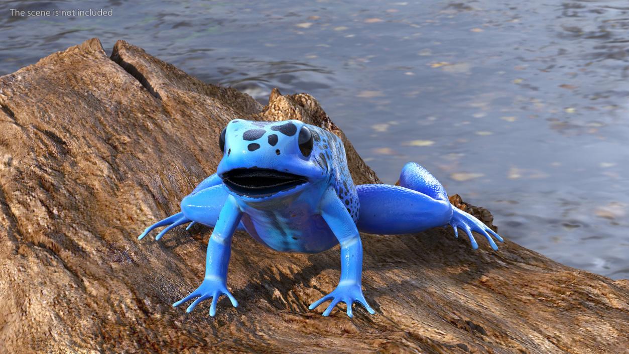 Blue Poison Arrow Frog Rigged 3D model