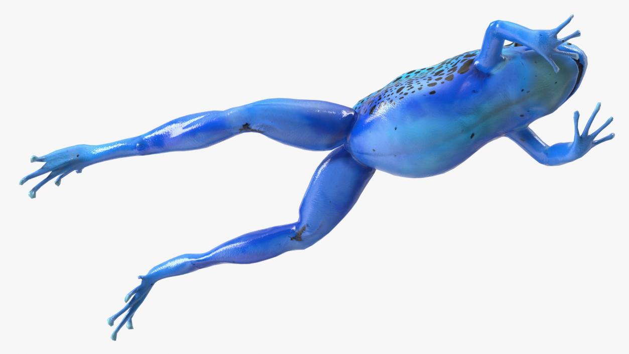 Blue Poison Arrow Frog Rigged 3D model