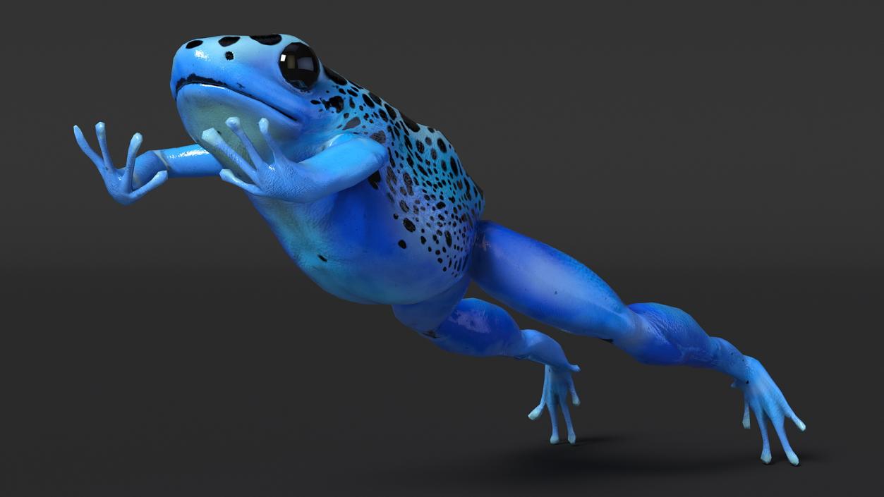 Blue Poison Arrow Frog Rigged 3D model