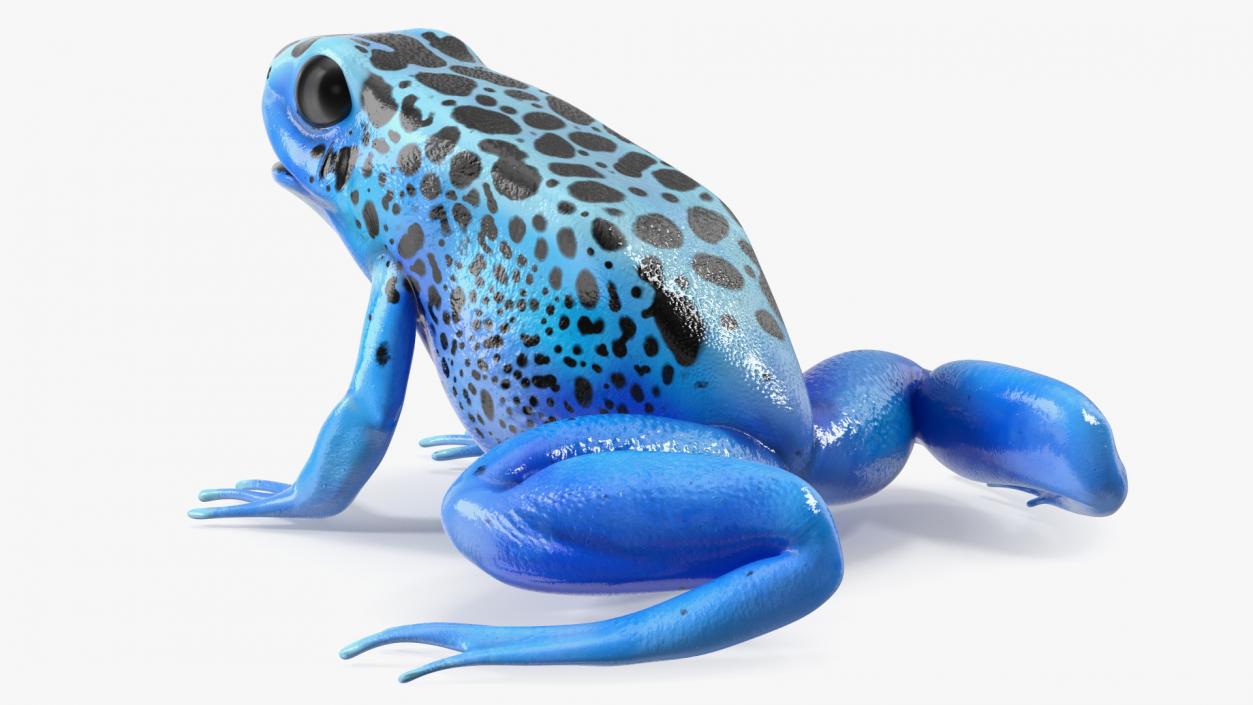 Blue Poison Arrow Frog Rigged 3D model