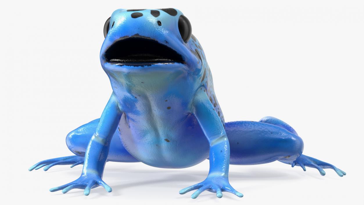 Blue Poison Arrow Frog Rigged 3D model