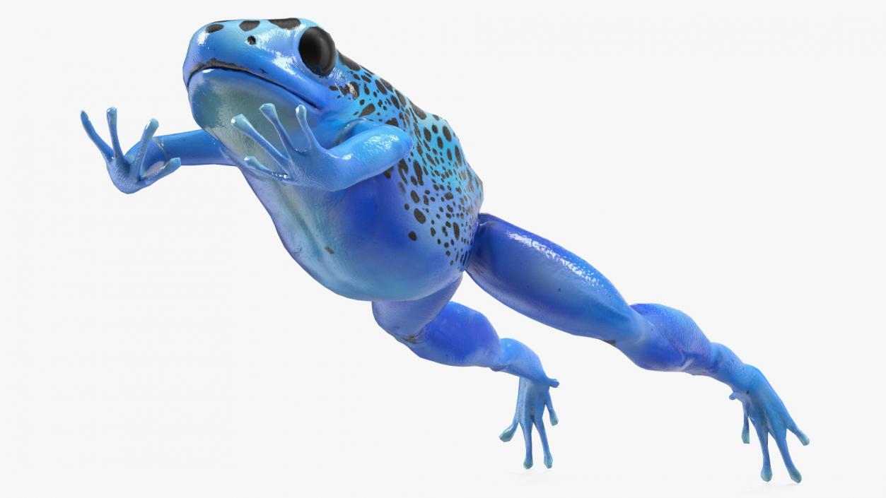 Blue Poison Arrow Frog Rigged 3D model