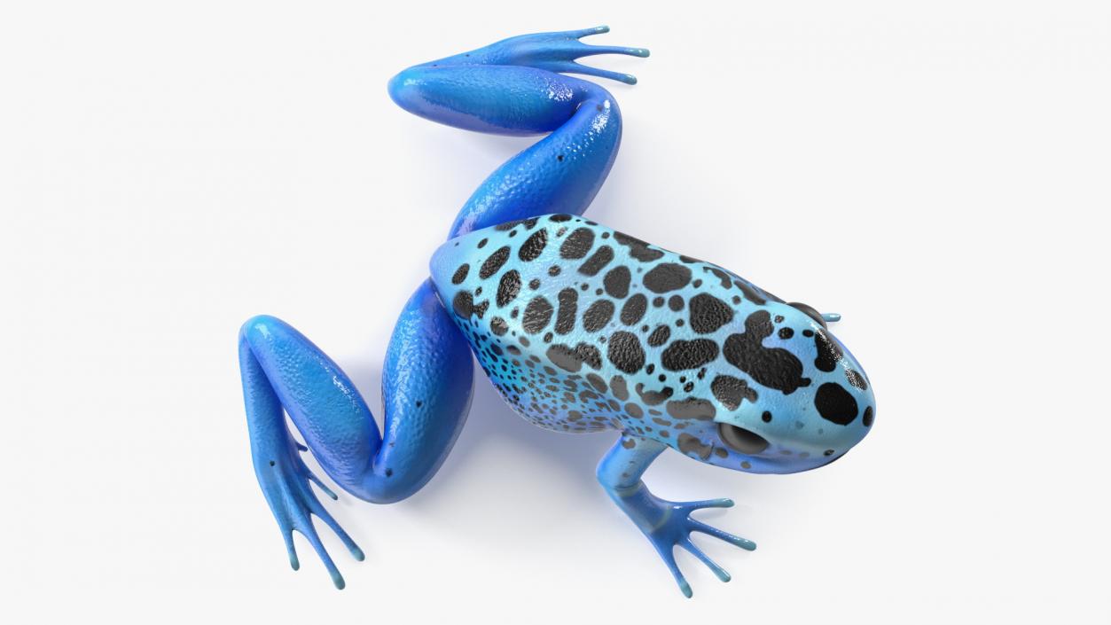 Blue Poison Arrow Frog Rigged 3D model