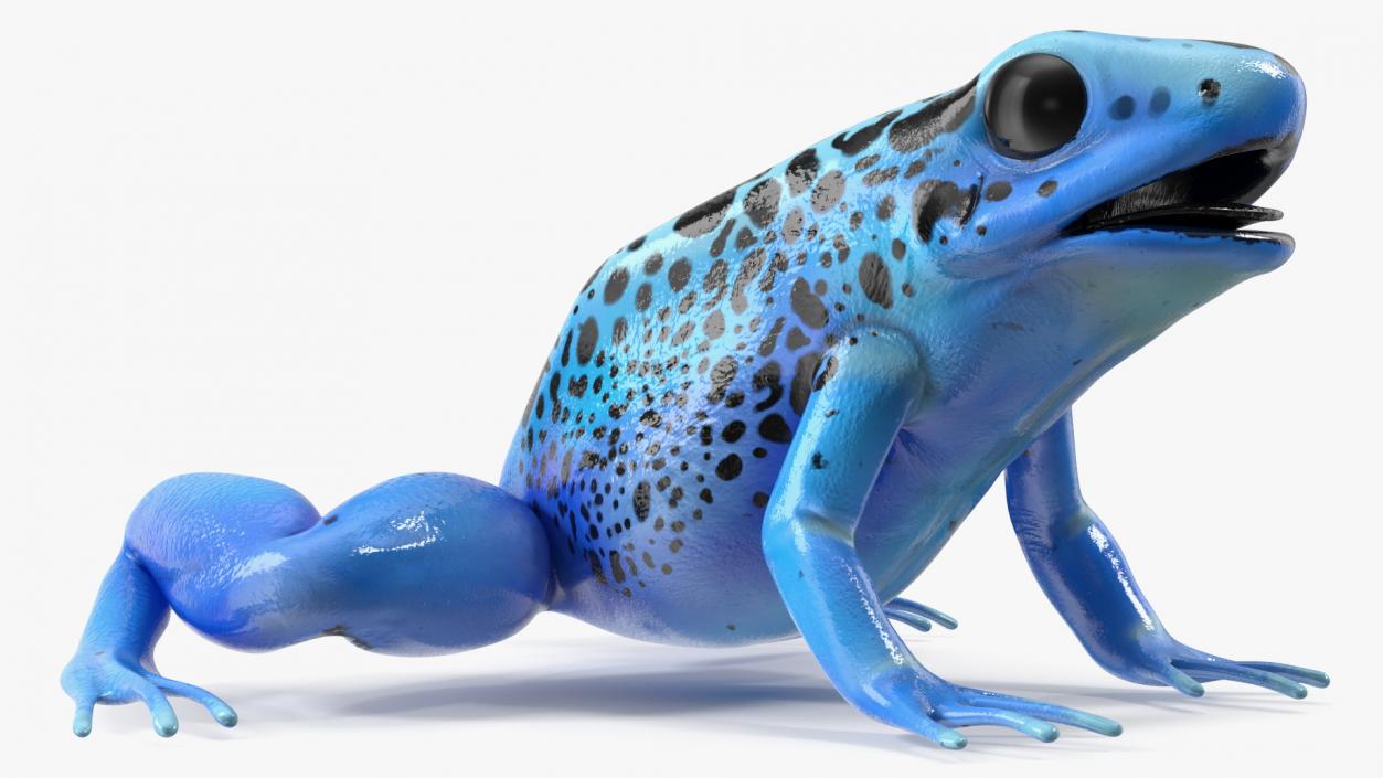 Blue Poison Arrow Frog Rigged 3D model