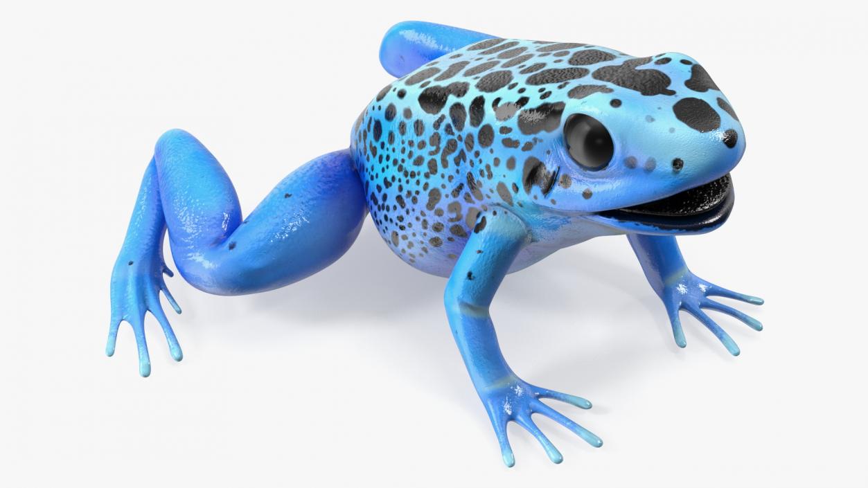 Blue Poison Arrow Frog Rigged 3D model