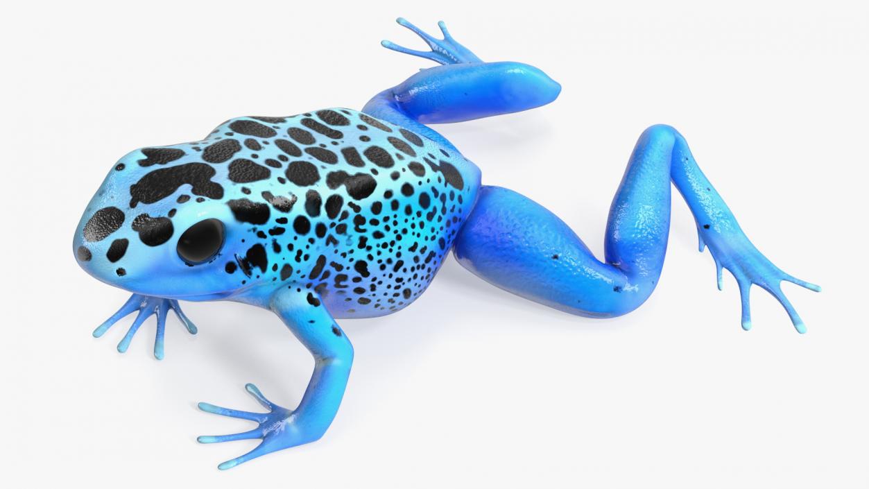 Blue Poison Arrow Frog Rigged 3D model