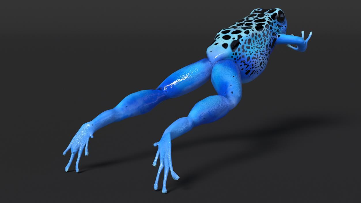 Blue Poison Arrow Frog Rigged 3D model