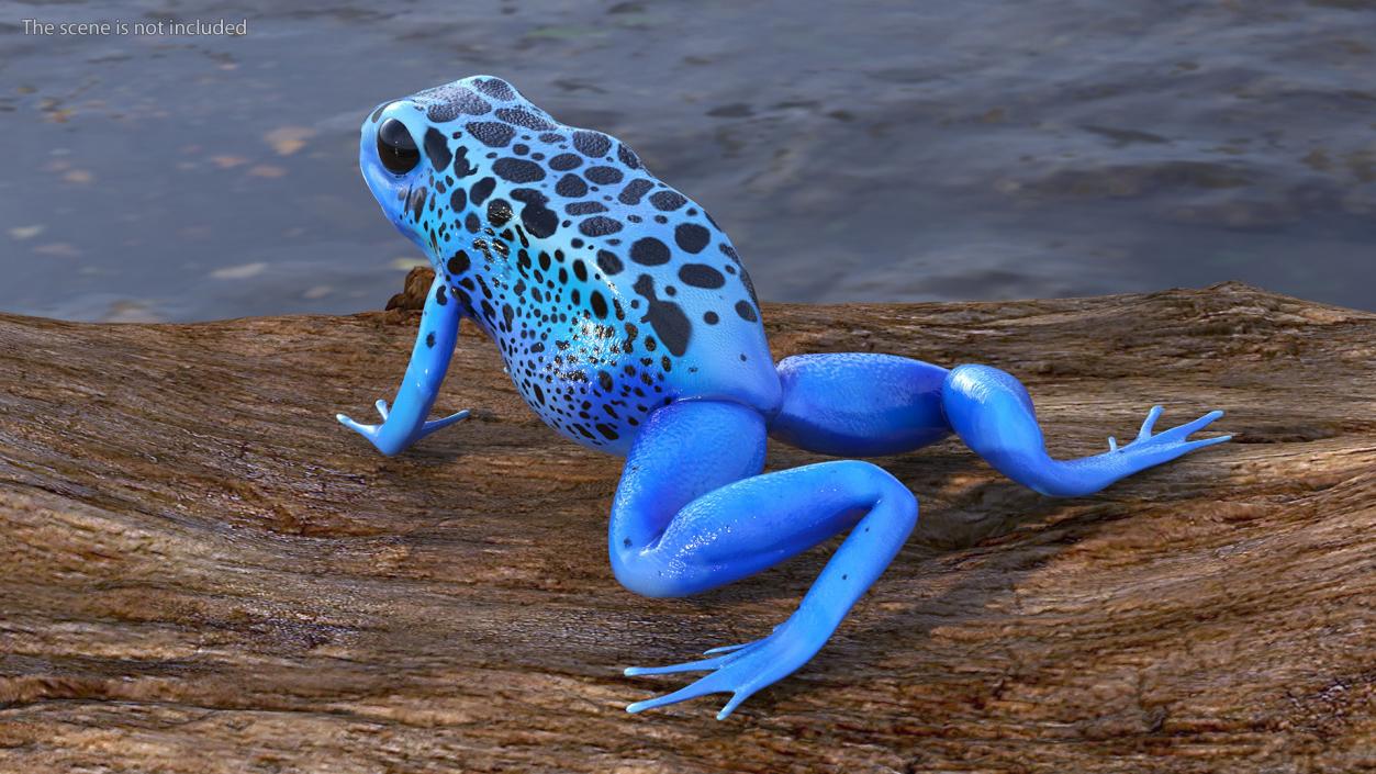 Blue Poison Arrow Frog Rigged 3D model