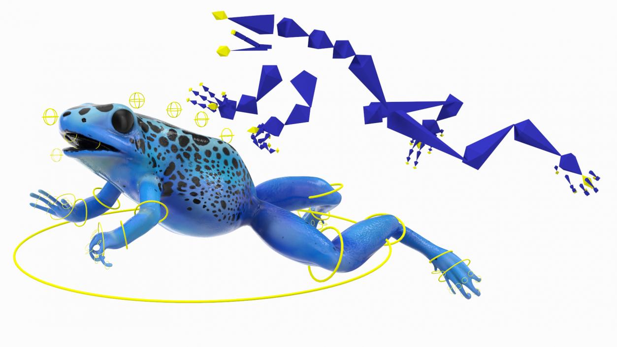 Blue Poison Arrow Frog Rigged 3D model