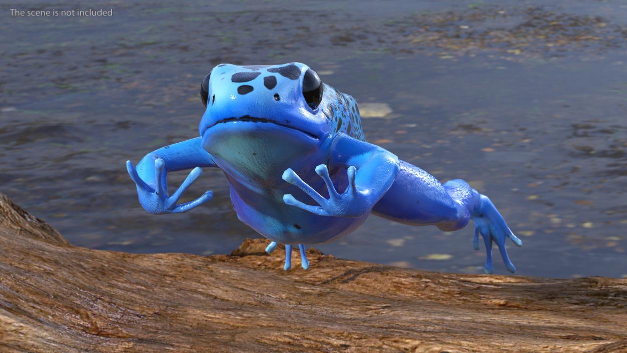 Blue Poison Arrow Frog Rigged 3D model