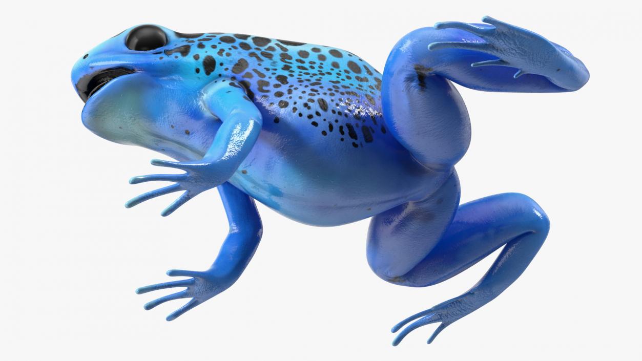 Blue Poison Arrow Frog Rigged 3D model