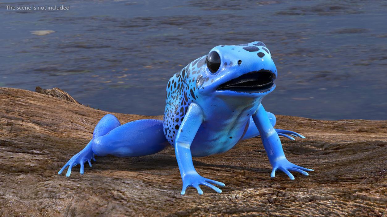 Blue Poison Arrow Frog Rigged 3D model