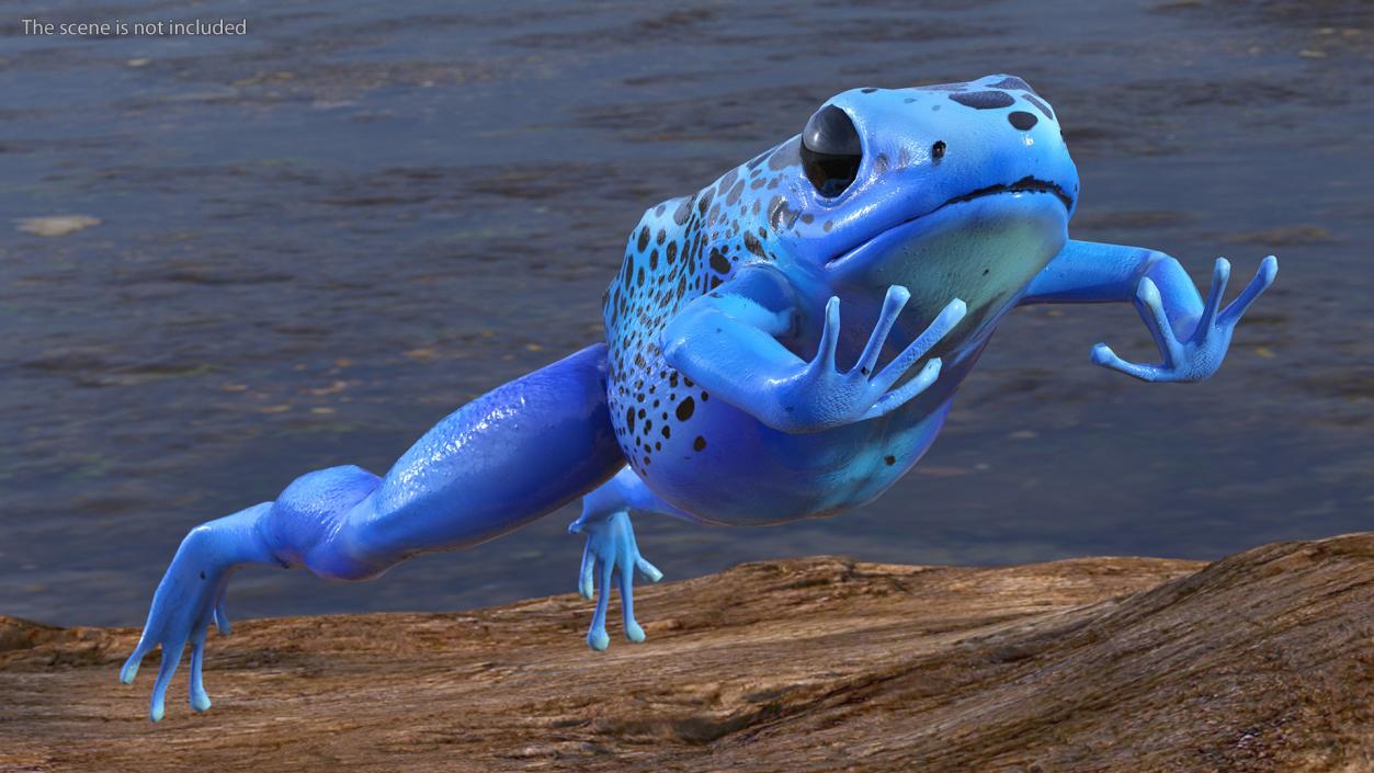 Blue Poison Arrow Frog Rigged 3D model