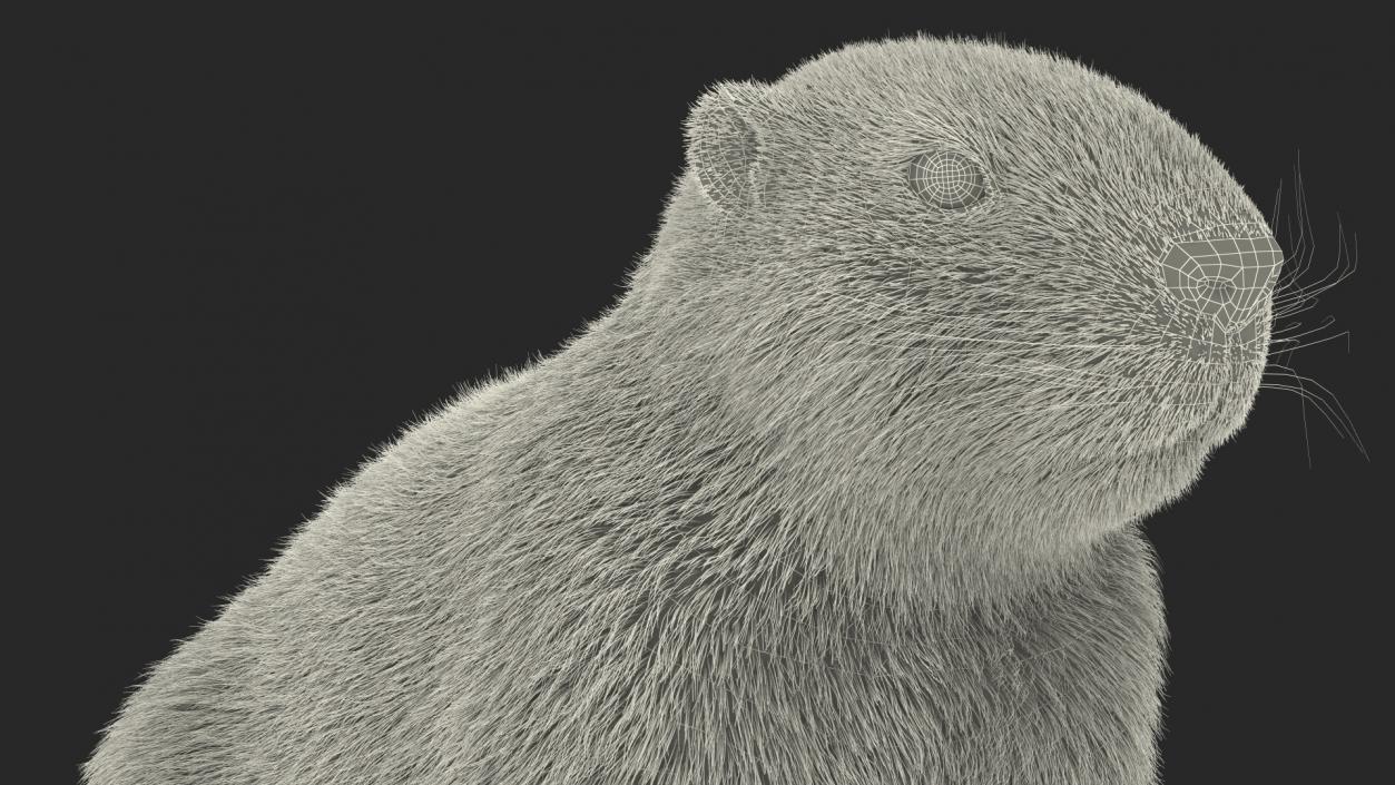 Sitting Ground Squirrel Fur 3D