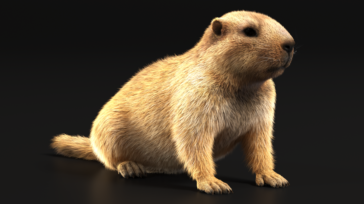 Sitting Ground Squirrel Fur 3D