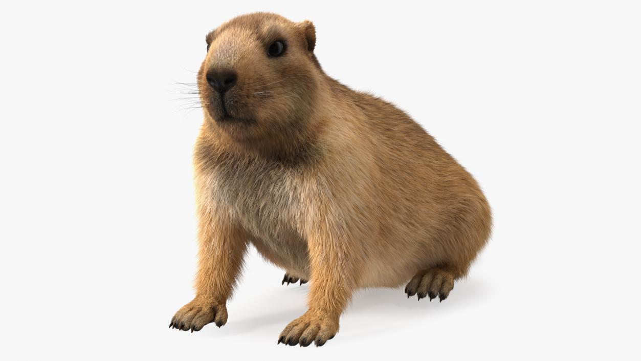 Sitting Ground Squirrel Fur 3D