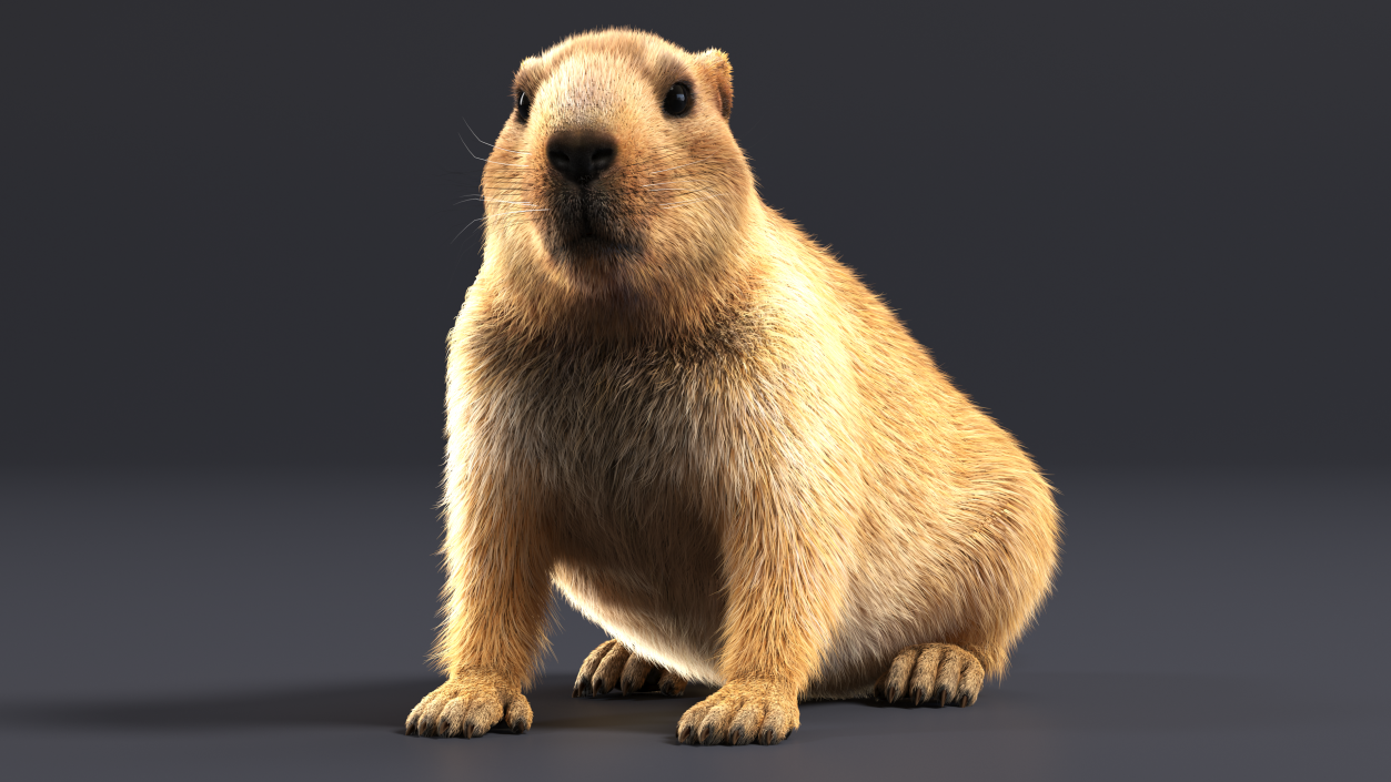 Sitting Ground Squirrel Fur 3D