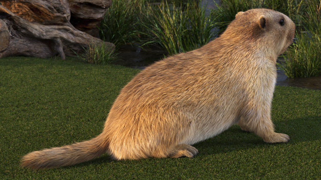 Sitting Ground Squirrel Fur 3D