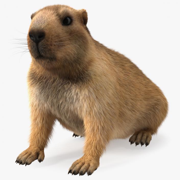 Sitting Ground Squirrel Fur 3D