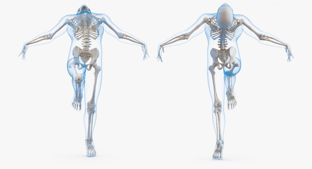 3D model Male Body with Skeleton Ballet Pose