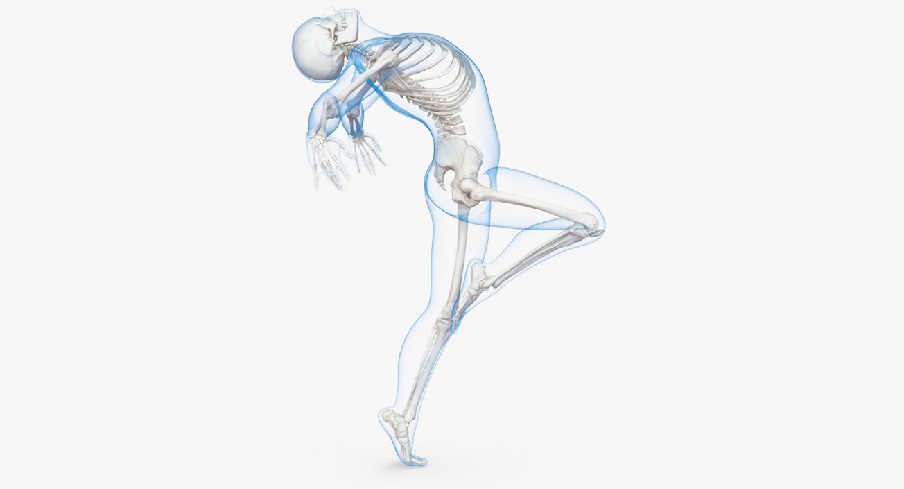 3D model Male Body with Skeleton Ballet Pose