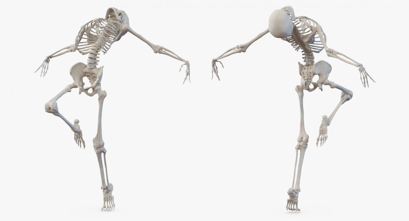 3D model Male Body with Skeleton Ballet Pose