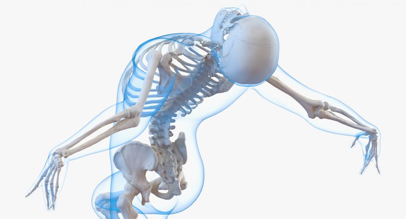 3D model Male Body with Skeleton Ballet Pose