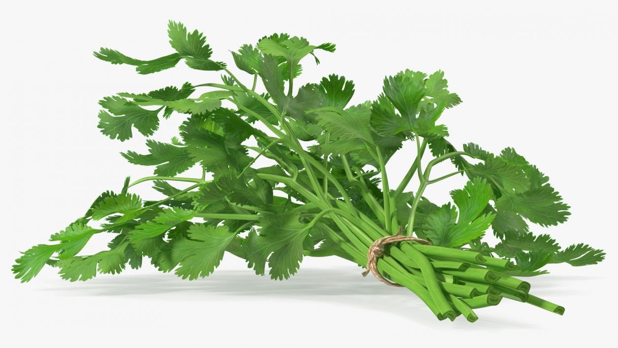 Cilantro Bunch With Rope 3D model