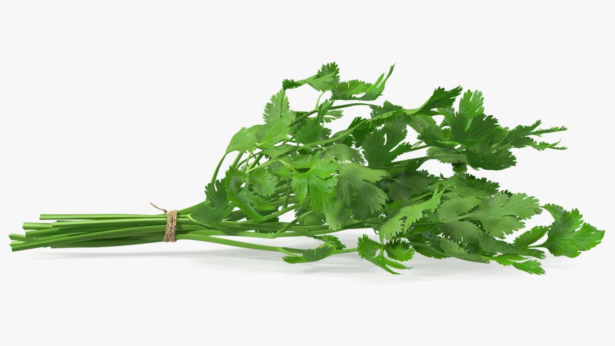 Cilantro Bunch With Rope 3D model