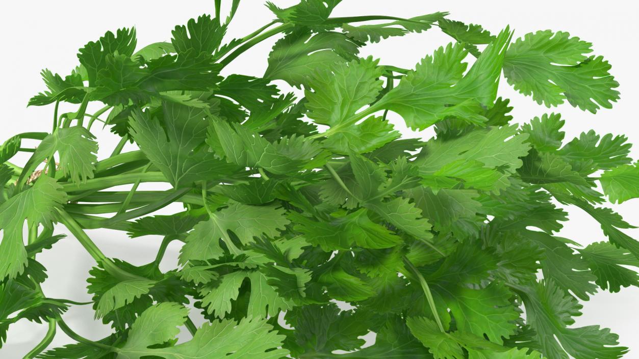 Cilantro Bunch With Rope 3D model