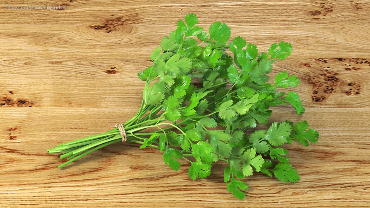 Cilantro Bunch With Rope 3D model