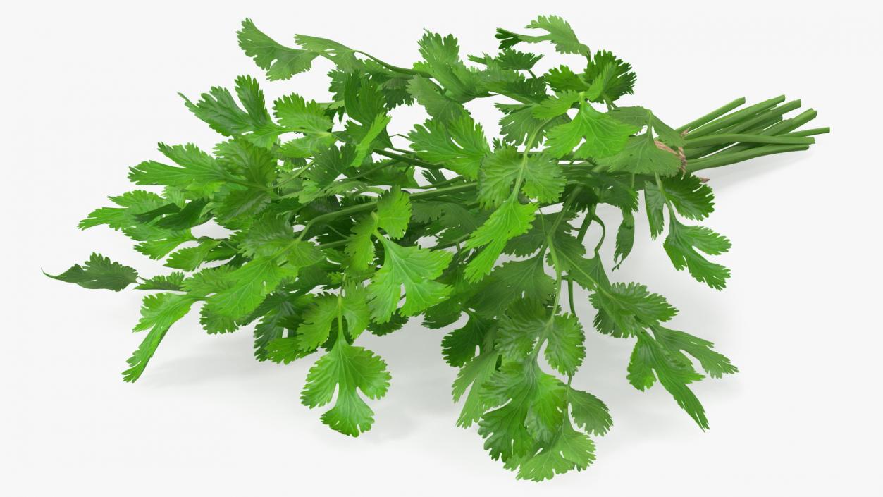 Cilantro Bunch With Rope 3D model