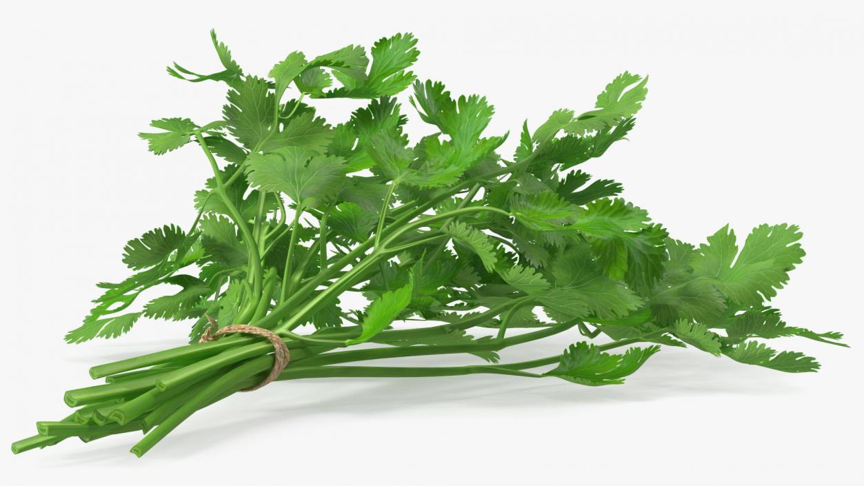 Cilantro Bunch With Rope 3D model