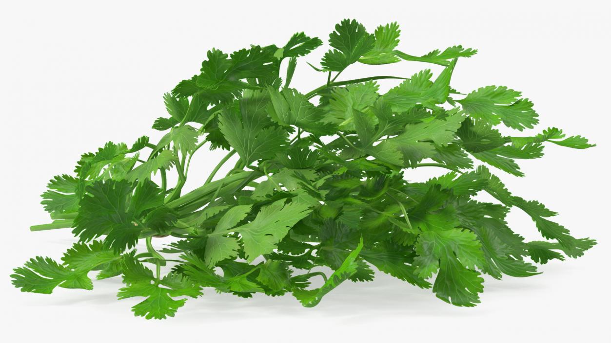 Cilantro Bunch With Rope 3D model