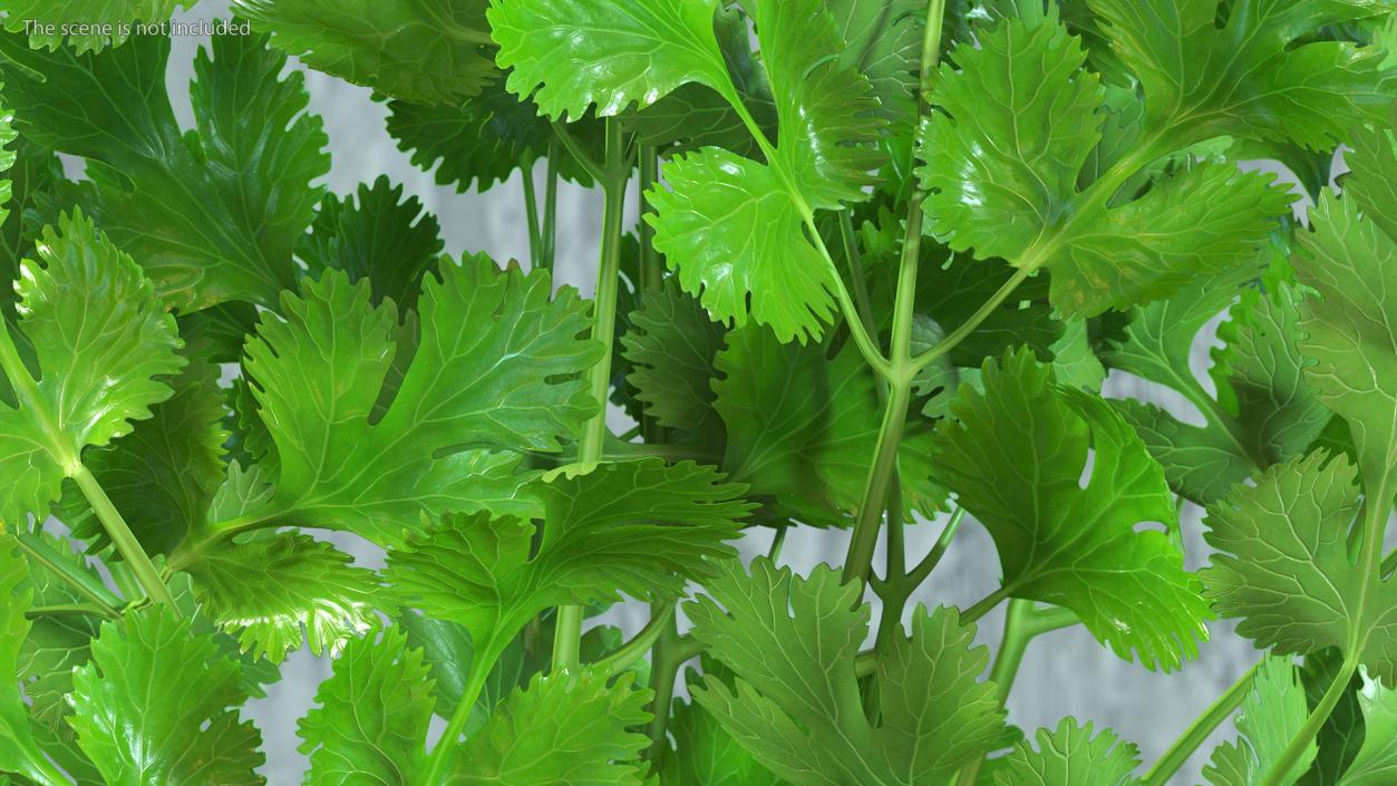 Cilantro Bunch With Rope 3D model