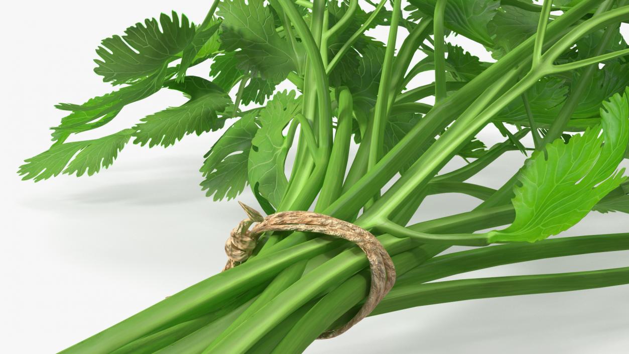 Cilantro Bunch With Rope 3D model