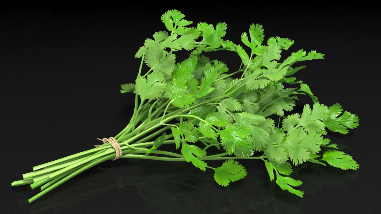 Cilantro Bunch With Rope 3D model