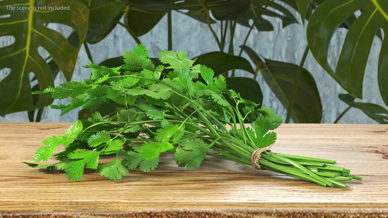 Cilantro Bunch With Rope 3D model