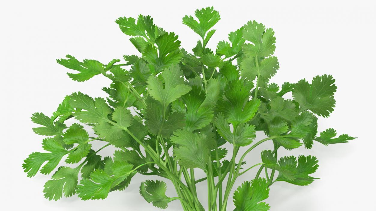 Cilantro Bunch With Rope 3D model