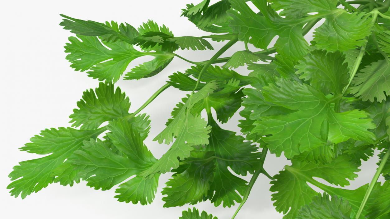 Cilantro Bunch With Rope 3D model