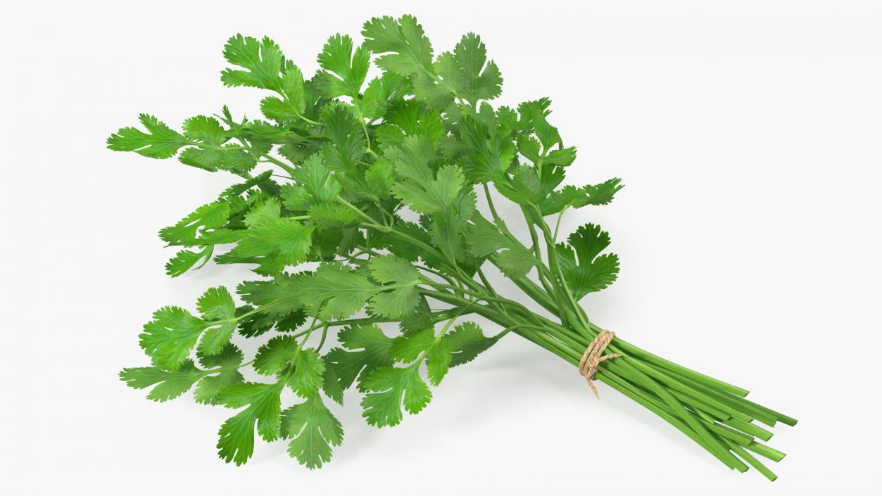 Cilantro Bunch With Rope 3D model