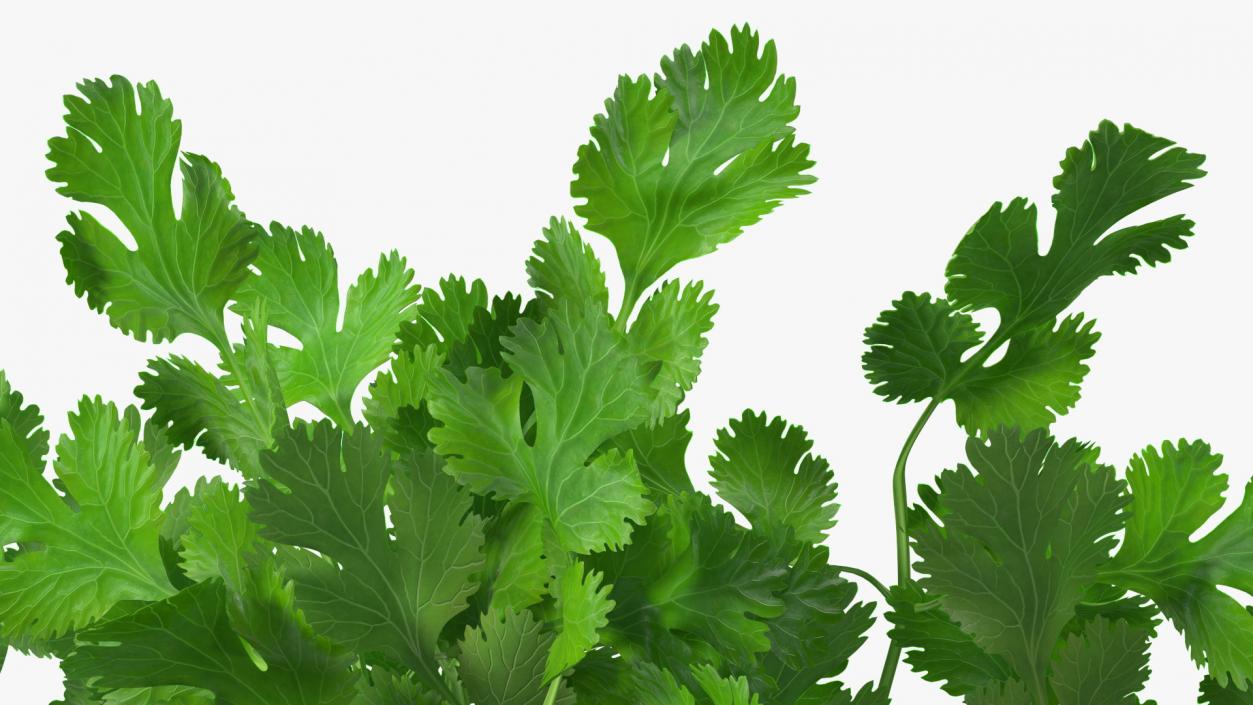 Cilantro Bunch With Rope 3D model