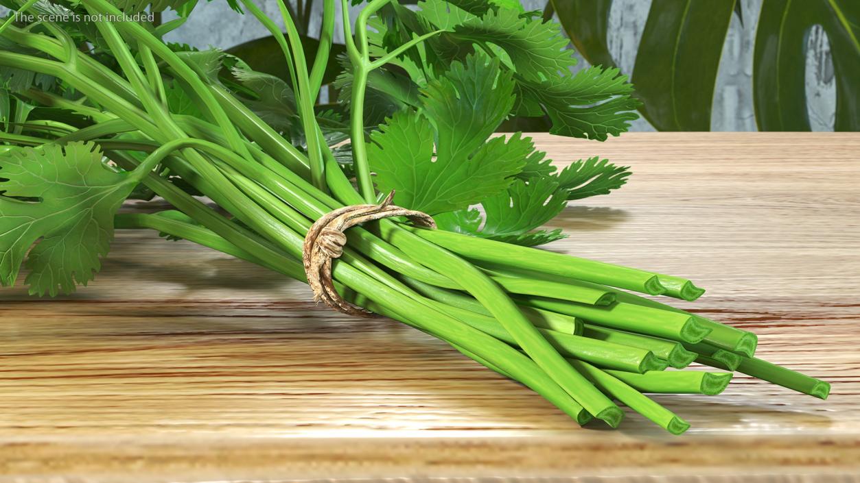 Cilantro Bunch With Rope 3D model