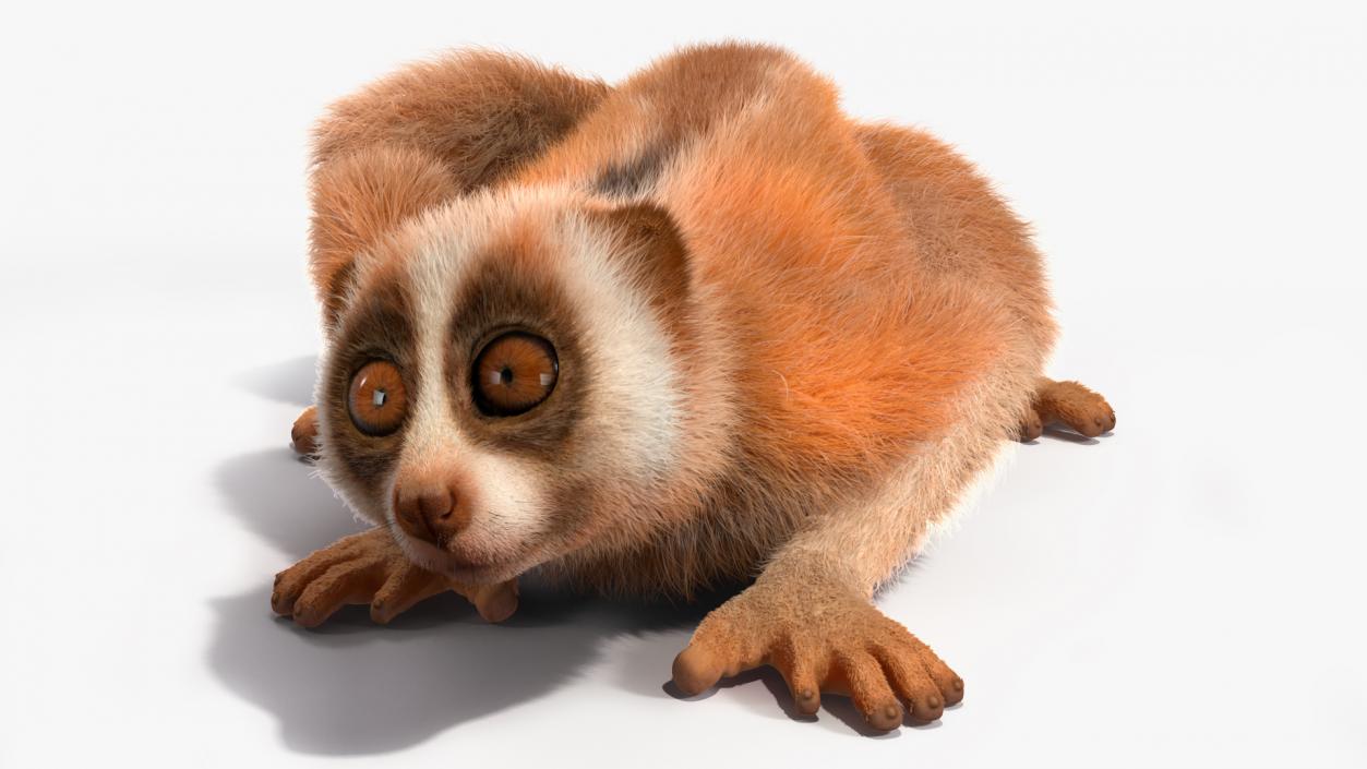 3D model Pygmy Slow Loris Fur