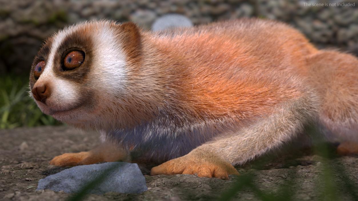 3D model Pygmy Slow Loris Fur